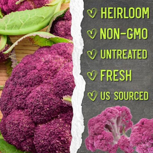 Seed Needs Purple Sicily Cauliflower Seeds to Plant Heirloom 5 Packs - Image 6