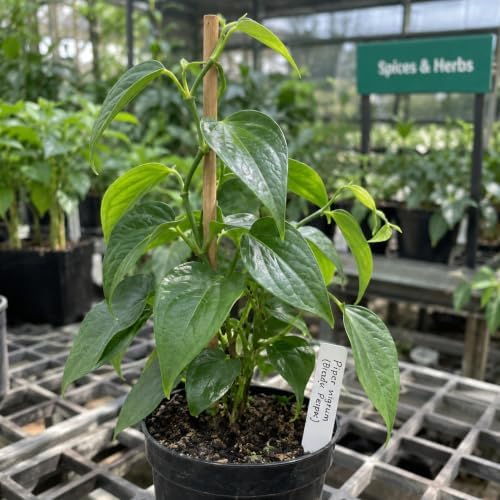 2 Black Pepper Live Plant Piper Nigrum Herb 4-6in Tall Spice Plant (2 Pack) - Image 7