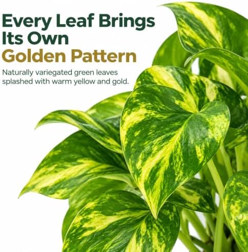 Golden Pothos Live Plant - 4 Inch Pot Classic Indoor Vine - Image 4