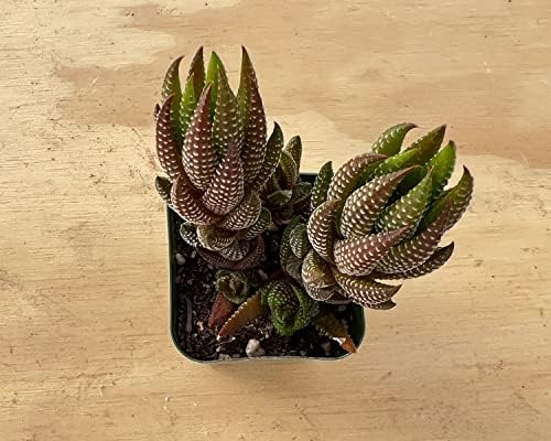 Sprout N Green Haworthia coarctata VAR. adelaidensis Live Succulent Plant - Image 3