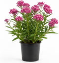 Purple Milkweed Live Plant, Colorful Perennial Garden Plant for Outdoor Garden 4 to 6 Inch Tall by Unknown