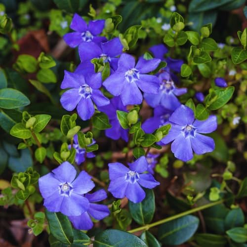 24 Vinca Periwinkle Live Plants, Ground Cover Flower Plant, 6 Inch Tall - Image 3