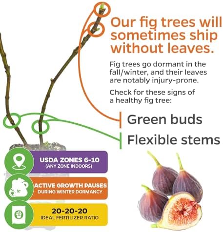 Chicago Hardy Fig Tree (1-Pack) Live Starter Plant by Wellspring Gardens - Image 5