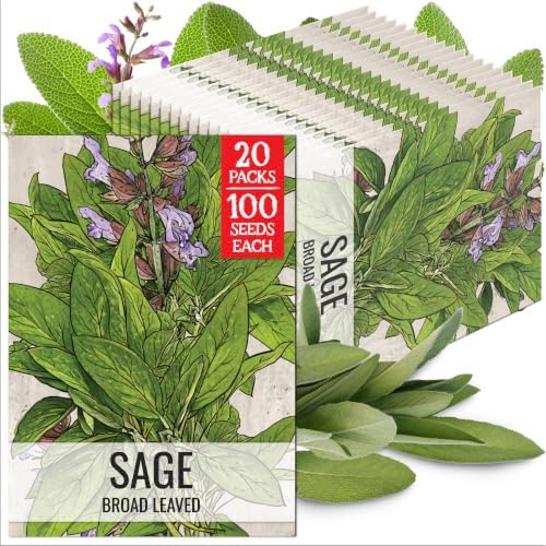 Seed Needs Broad Leaved Sage Seeds to Plant an Herb Garden - 20 Packs by SeedNeeds
