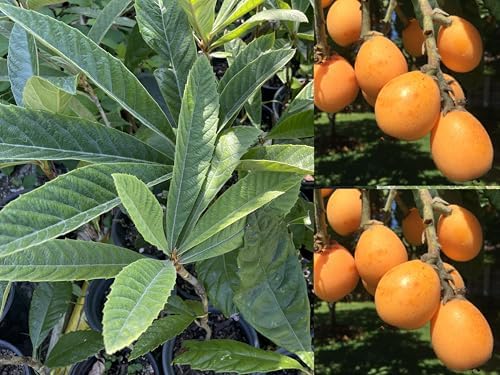 1 Grafted Perennial Golden Loquat Fruit Live Seedling Tree,Japanese Plump Live Tree App. 25" - Image 6