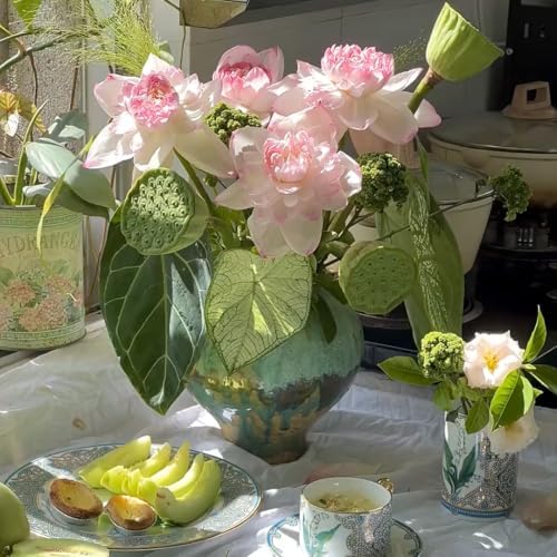 2 Packs of Dwarf Lotus Seeds for Planting in Water, 160+pcs Bowl Lotus Hummingbird Vine Flower Seeds, Heirloom Non-GMO Beauty Flowers Plants Water Home Garden Lotus Bowl Planters for Outdoors Indoors - Image 4