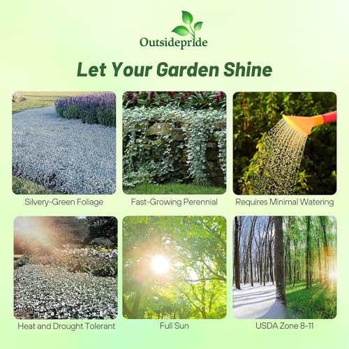Outsidepride Perennial Dichondra Silver Falls Seed - 15 Pcs Heat & Drought-Tolerant, Low-Maintenance Ground Cover Seeds for Planting, Ideal for Container Plant, Erosion Control, & Silver Foliage - Image 2