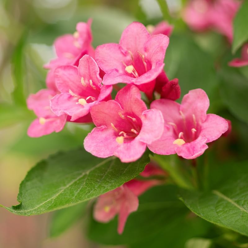 Pink Weigela Live Plant, 4" Pot, Vigorous Flowering Shrub for Pollinator Gardens and Yards - Image 6