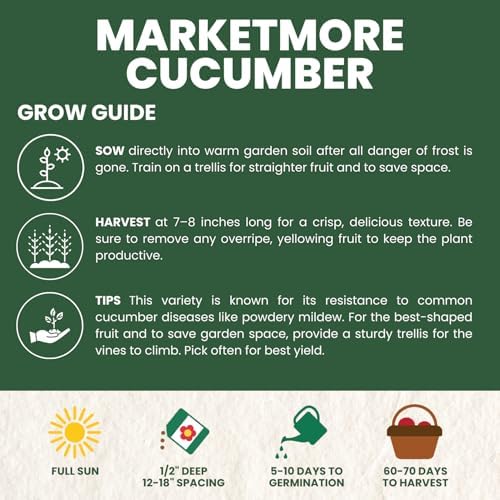 Marketmore Cucumber – 200 Premium Seeds for Planting – Crisp, Disease-Resistant Slicer for the 2026 Season – 6 Gram Pouch - Image 4