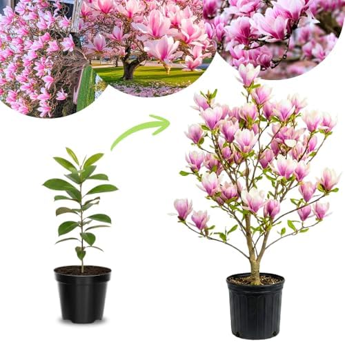 Jane Magnolia Tree Live Plant, Flower Tree, 6-12 Inch Tall, 2.5 Inch Pot - Image 6