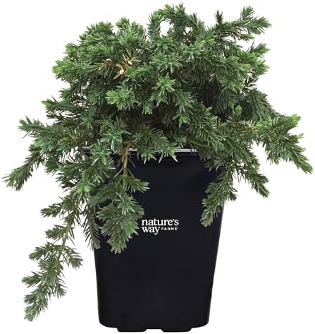 Nature’s Way Farms Juniper Blue Pacific Evergreen Outdoor Groundcover (8-20in Tall) in 2 Quart Grower Pot by NaturesWayFarms