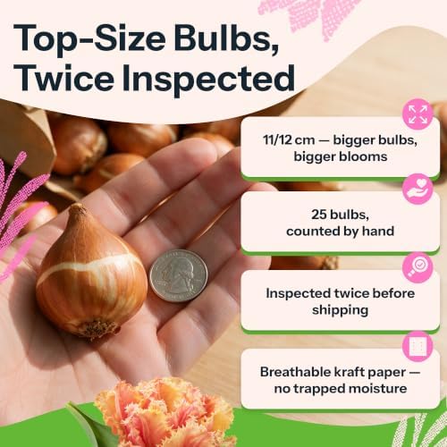 20 Brisbane Tulip Bulbs, Double Fringed Peach Flowers - Image 3