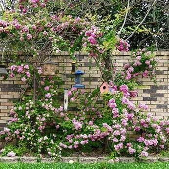 Peggy Martin Rose Shrub – Thornless Climbing Rose, Fragrant Pink Blooms, Vigorous & Cold Hardy – Live Plant (2 Gallon Plant) - Image 3