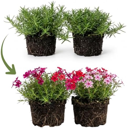 2 Mixed Creeping Phlox Plants Live, Flower Plant, 2-5 Inch Tall - Image 2