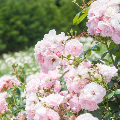 Pink New Dawn Rose Live Plant, Fragrant Flower, 5-10 Inch Tall - Image 5