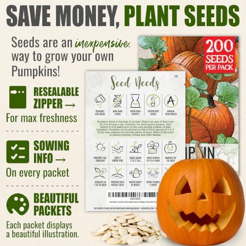 Seed Needs Connecticut Field Pumpkin Seeds to Plant Vegetables - Bulk Pack - Image 3