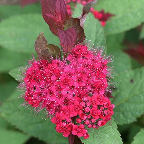 Proven Winners Double Play Doozie Spirea, Live Flowering Shrub, 3 Gallon - Image 2