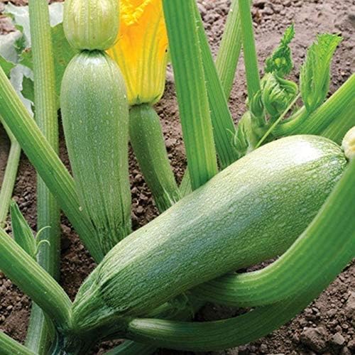 Grey F1 Hybrid Squash Seeds A Great Tasting Zucchini - Very Prolific(25 - Seeds) - Image 2