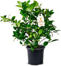 Meyer Lemon Tree Live Plant 13-22" Tall, 1 Gallon Pot by Via Citrus by ViaCitrus
