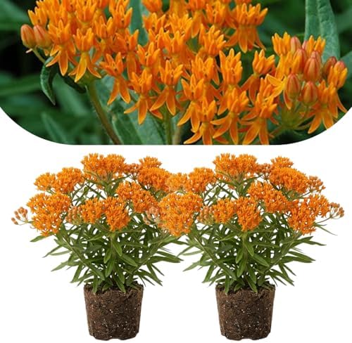 2 Orange Milkweed Live Plants, Flowering Plant, 4-7 Inch Tall by PlantsSeedsBulbs