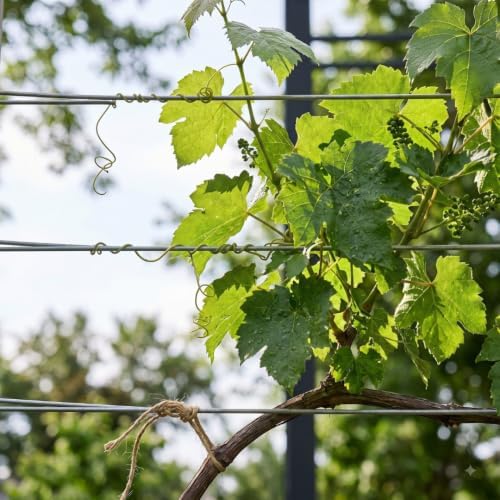Bronze Muscadine Grape Vine Plant, 8–12 Inch Live Plant, 2 Inch Plug - Image 5