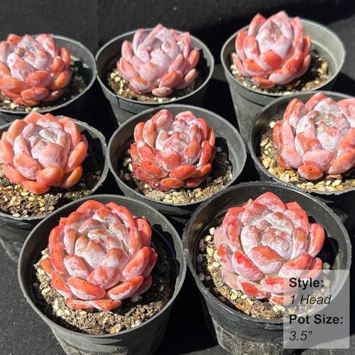 Echeveria Monroe Rare Live Succulent Plants, 1 Head Pot Size 3.5" Pink Live Plant, Excludes Pot & Soil, Garden Indoor Office Desk, Wedding Party Baby Shower Decor, Gift for Plant Enthusiasts - Image 3