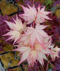 Coral Pink Japanese Maple - Beautiful Coral Pink Leaves in Spring Light Up the Garden 3 - Year Live Tree by Japanese+Maples+and+Evergreens