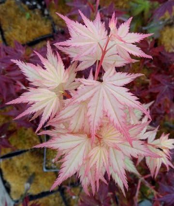 Coral Pink Japanese Maple - Beautiful Coral Pink Leaves in Spring Light Up the Garden 3 - Year Live Tree by Japanese+Maples+and+Evergreens
