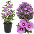 Purple Althea Live Plants - Rose of Sharon, 8-12" Tall Quart Pot Flowering Trees, Hibiscus Shrubs for Outdoor Planting, Landscaping & Garden Bed by GINGERGLOW