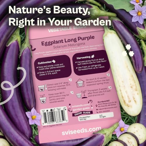 SVI 250 Long Purple Eggplant Heirloom Vegetable Seeds, Solanum melongena - Image 2