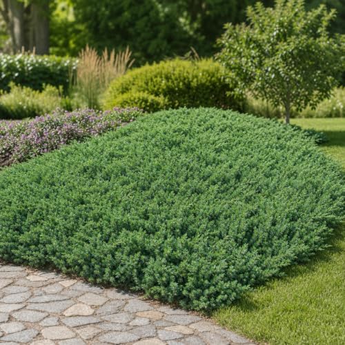 Blue Pacific Shore Juniper | 3 Live Plants | Juniperus Conferta | Evergreen Ground Cover, Hardy Coastal Landscaping, Low Maintenance Shrub, Drought Tolerant, Spreading Growth - Image 2