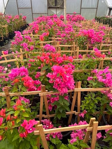 Pink 16" Bougainvillea - Image 6