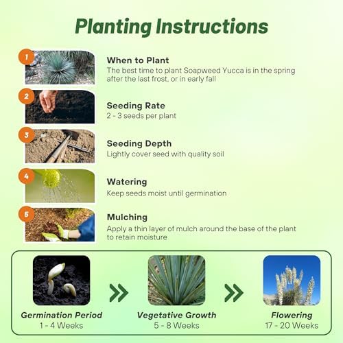 Outsidepride Soapweed Glauca Yucca Seeds for Planting - 100 Pcs Drought Tolerant Flower Seeds with Evergreen Foliage & Pollinator-Friendly Flowers, for Xeriscaping, Dry or Sandy Landscapes - Image 4