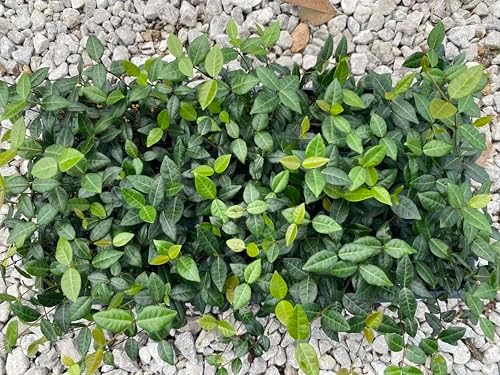 Asiatic Jasmine Live Plants, 3 inch Pot, Evergreen Ground Cover 18 Count - Image 3