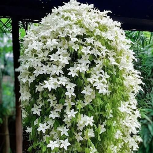 400+ Climbing Weeping Jasmine Flower Seeds for Planting Fragrant Plant Seeds Four Seasons Garden Home Jasmine Garden Balcony Climbing Flower - Image 5