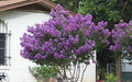 Zuni Crape Myrtle - Purple Flowering Tree - Live Plant Shipped 1 to 2 Feet Tall in Gallon Pot by DAS Farms (No California) by DASFarms