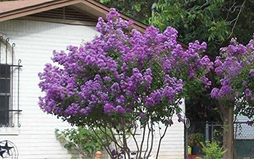 Zuni Crape Myrtle - Purple Flowering Tree - Live Plant Shipped 1 to 2 Feet Tall in Gallon Pot by DAS Farms (No California) by DASFarms