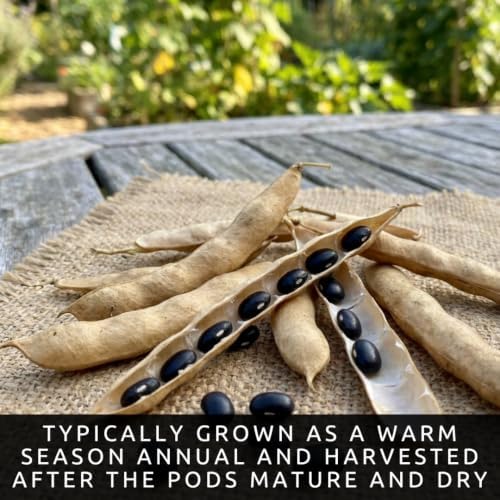 100 Black Turtle Bean Seeds | Heirloom Bush Beans | Seeds for Planting - Image 5