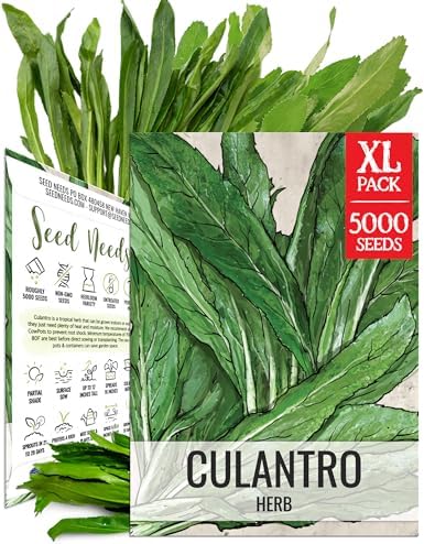 Seed Needs Culantro Seeds to Plant Non-GMO Heirloom Sawtooth Herbs XL Pack by SeedNeeds