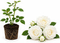 White Climbing Roses Live Plant -Small Size, Heirloom Climbing Rose Bush, Fragrant High-Yielding Perennial Flowering Vine for Trellis & Fence by GINGERGLOW