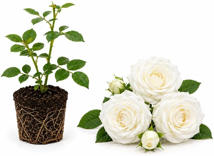 White Climbing Roses Live Plant -Small Size, Heirloom Climbing Rose Bush, Fragrant High-Yielding Perennial Flowering Vine for Trellis & Fence by GINGERGLOW