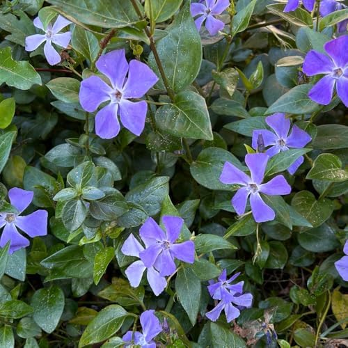 Vinca Minor Ground Cover Plants, Periwinkle Plants Live, 4 Inch Pot, Evergreen Groundcover Vine with Purple Flowers - Image 5