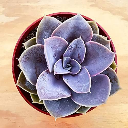 Sprout N Green Echeveria 'Perle von Nürnberg', Live Succulent Fully Rooted in 4" Pot, House Plant for Home Office Wedding Decoration DIY Projects Party Favor, Easy to Care, Pets Friendly - Image 2