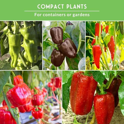 Sweet Pepper Seeds Variety Pack for Planting - Image 4
