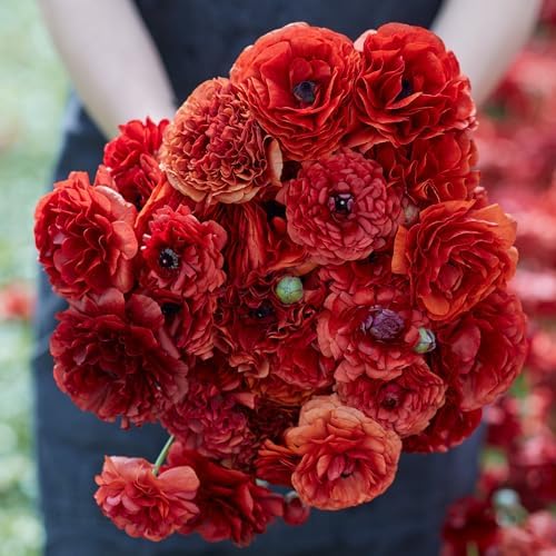 Eden Brothers Ranunculus Bulbs - Chocolate - Image 2