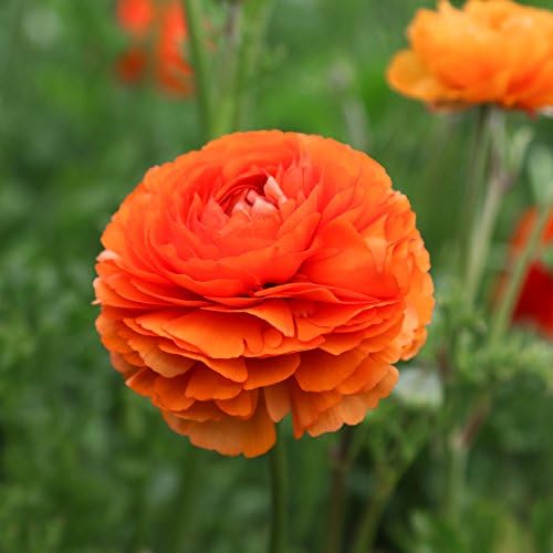 Ranunculus Sunset 10 Flower Bulbs - Spring Blooms, Tecolote Buttercups - Image 4