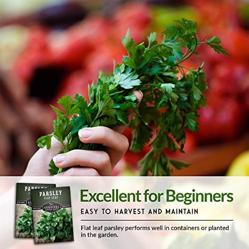 Italian Flat Leaf Parsley Seeds for Planting (2 Pack) - Image 5