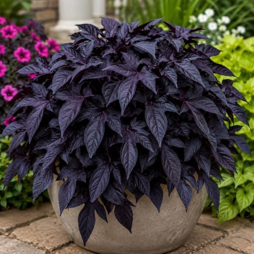 4 Black Sweet Potato Vine Cuttings | Fresh Live 6-Inch Unrooted Plant Cuttings | Easy to Root | Fast Growing Ornamental Vine | Great for Containers, Hanging Baskets & Landscapes - Image 3