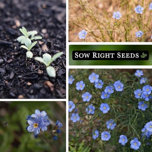 Sow Right Seeds-Blue Flax Seed for Planting Perennial Wildflower Garden 4pk - Image 4
