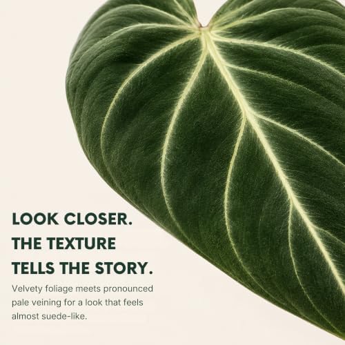 Philodendron Gloriosum Live Plant, 2 Inch Rare Heart Leaf Houseplant - Image 2